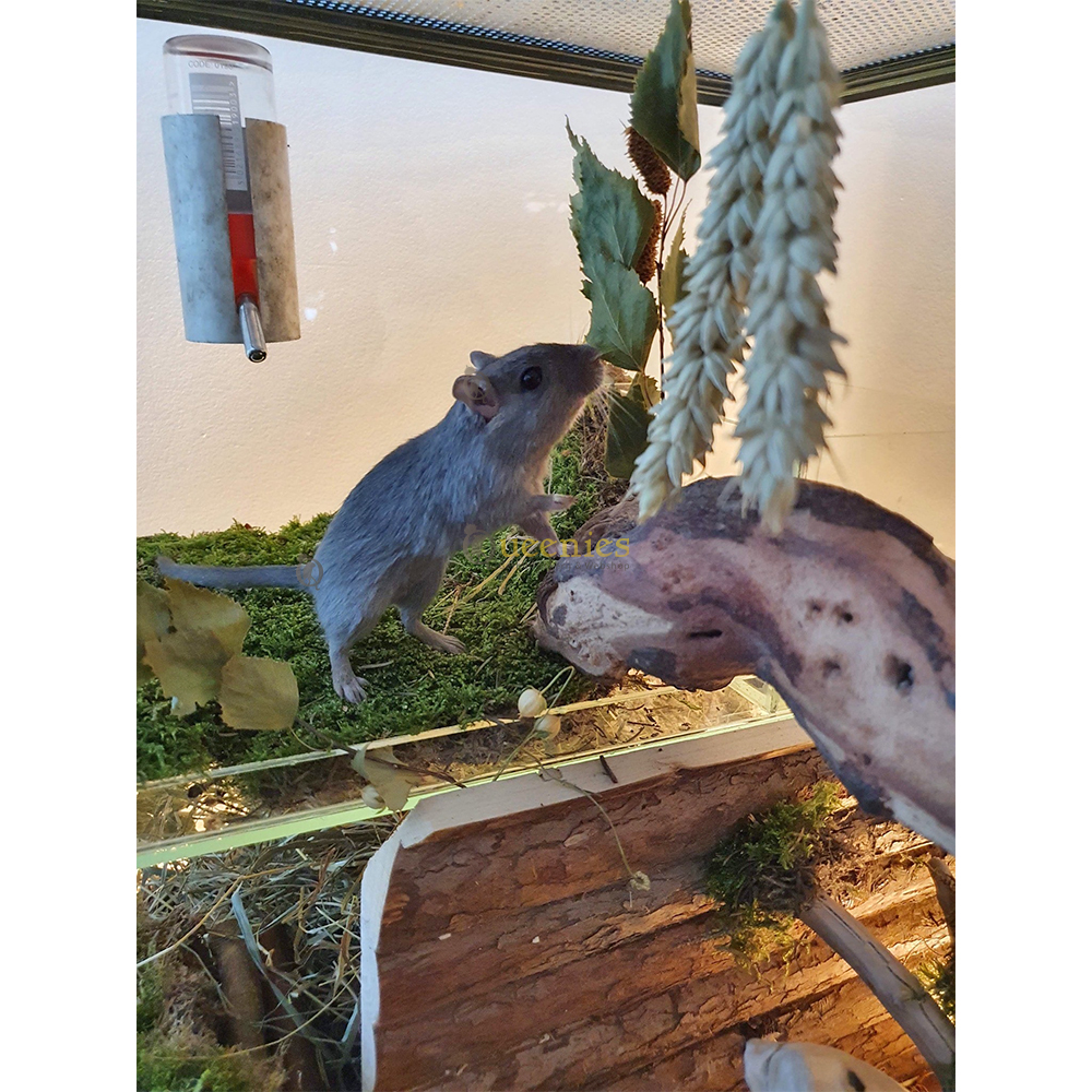 Gedroogde Gerst pluimen