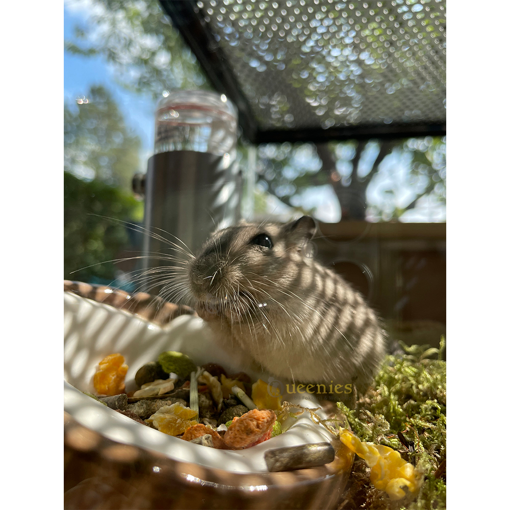 Complete Mix 1.2 KG - De mix van GerbilShopQueenies