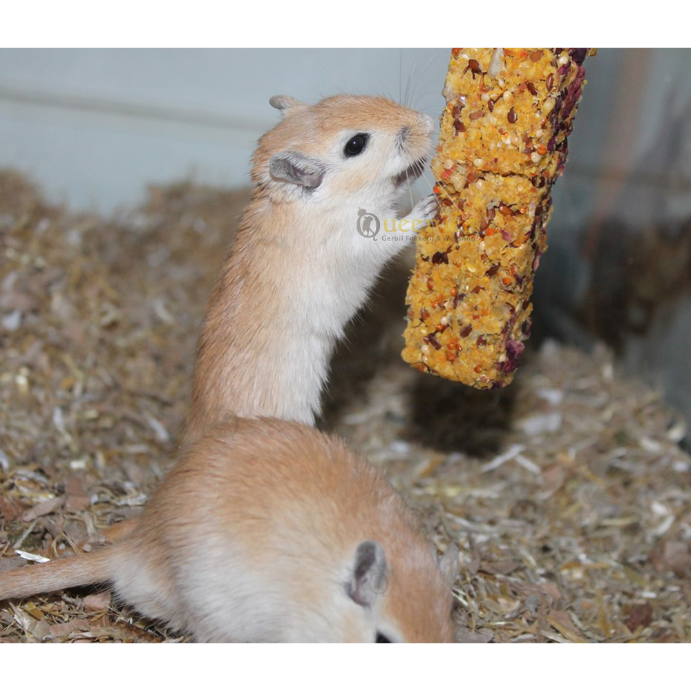 Gebakken Grainless Farmys 