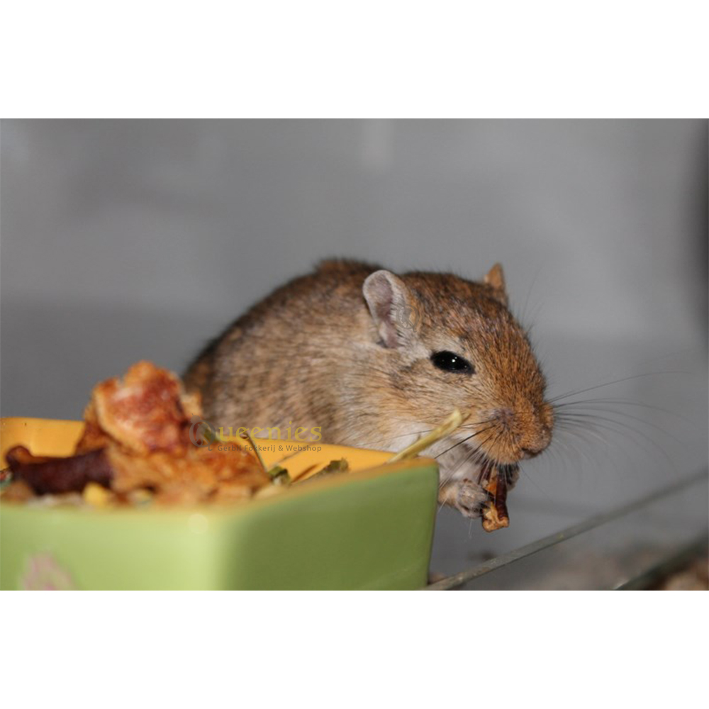 Complete Mix 500 gram - De mix van GerbilShopQueenies