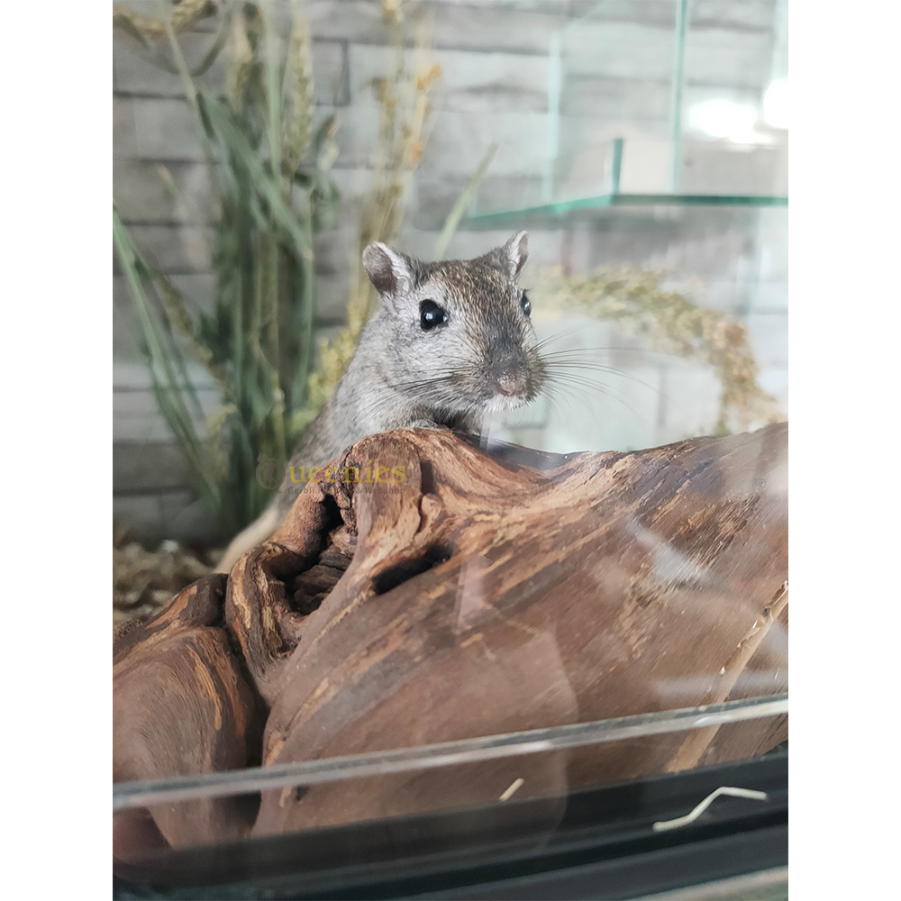 Wijnrank gezandstraald, M