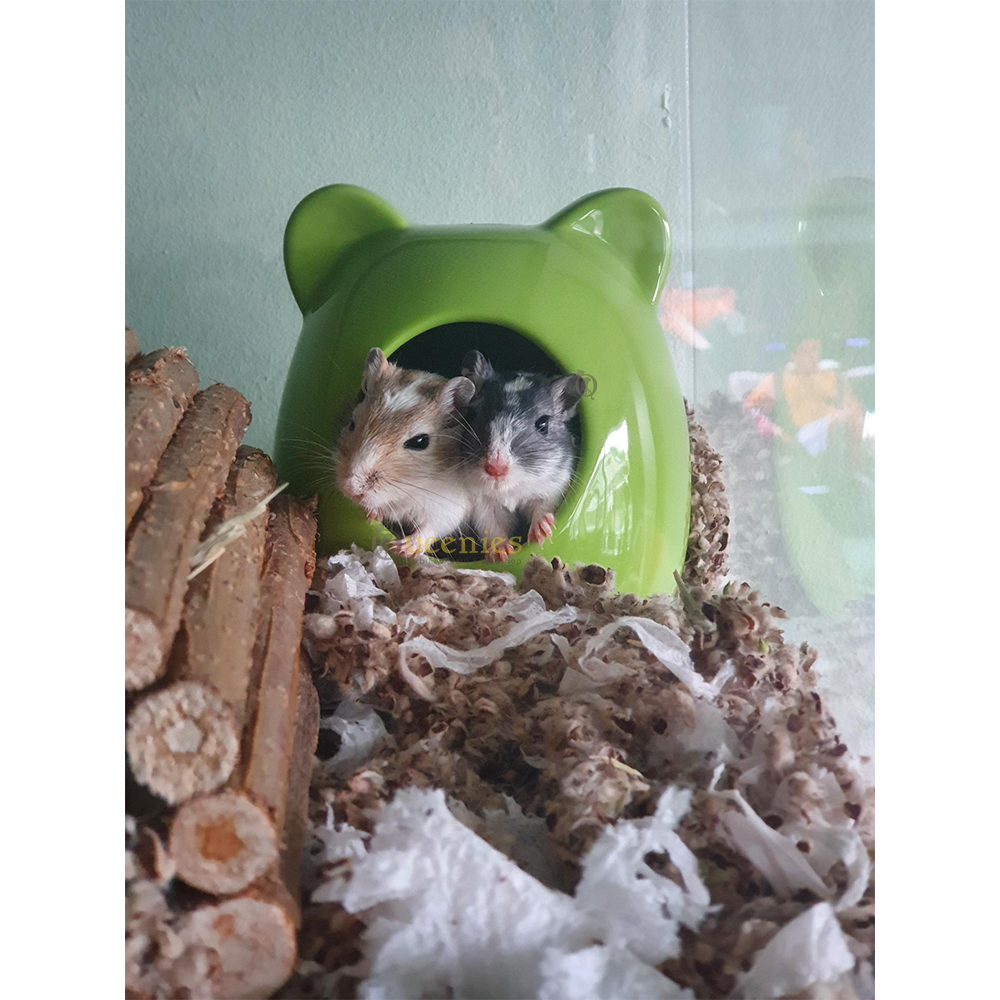 Knaagdierhuisje Keramiek Groen