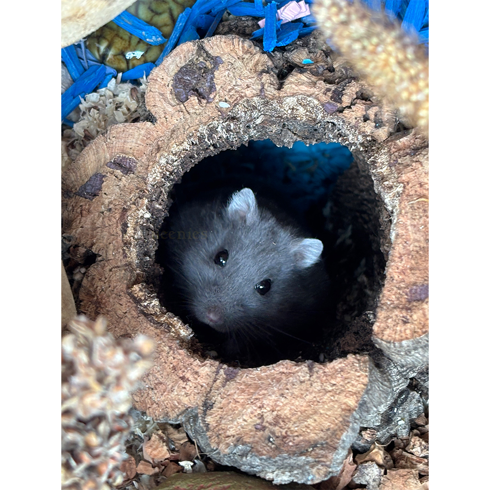 Berkenrol 23 cm voor Knaagdieren en muizen