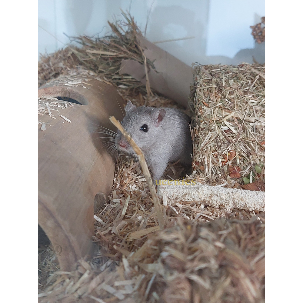 Supreme Tiny Friends Farm Russel Rabbit Tasty Hay