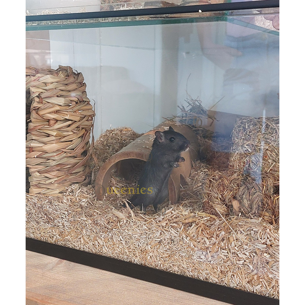 Grasnesten voor Knaagdieren - Schuilhuisje, Knabbel plezier en Nestmateriaal voor Knagers