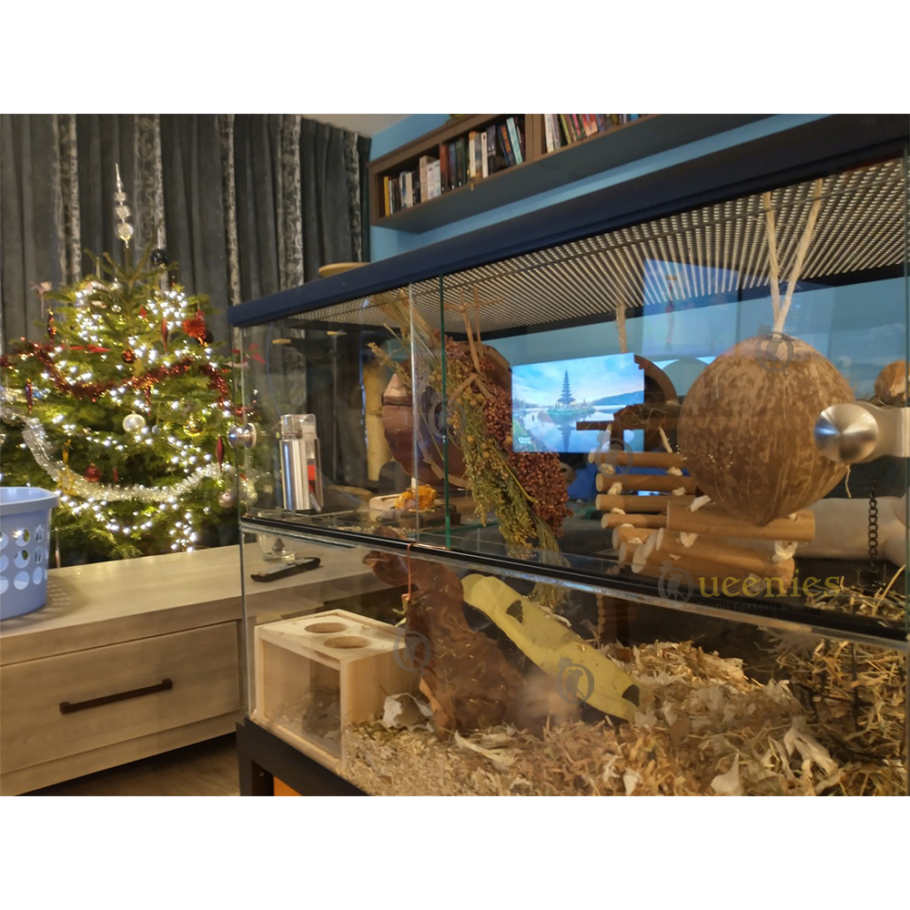Kerstsfeer in Knaagdieren Terrarium