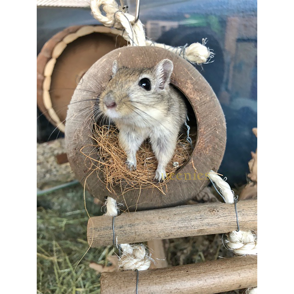 Kokosnoot huis met ladder - Kokosnoten en Gerbils