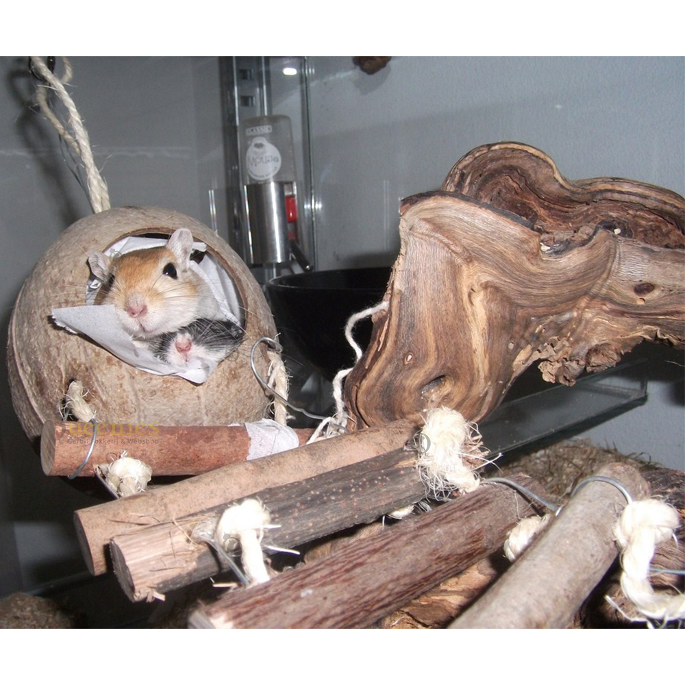 Trixie Kokosnoten hangbrug - Kokosnoot huisjes met ladder