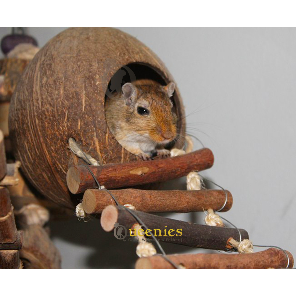 Trixie Knaagproef Kokosnoten hangbrug - de onverwoestbare versie!