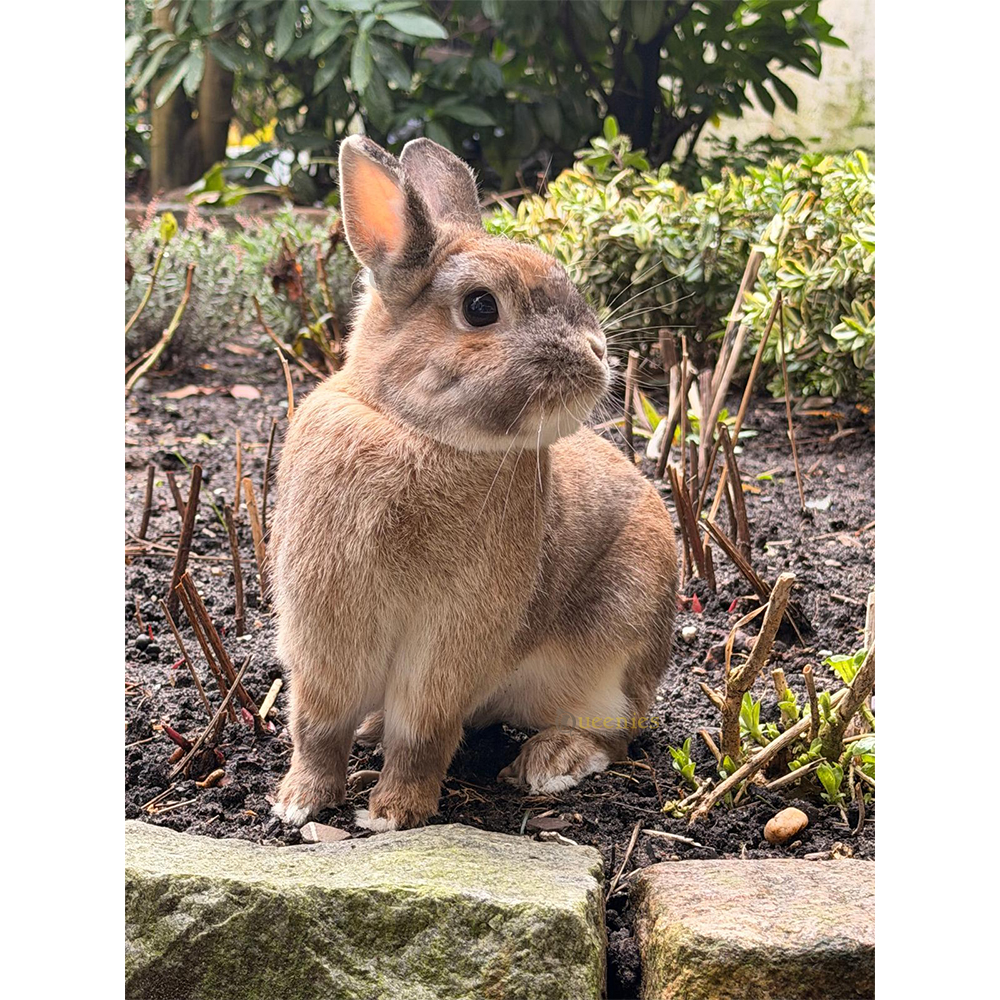 Konijnen artikelen – Alles voor je konijn op één plek