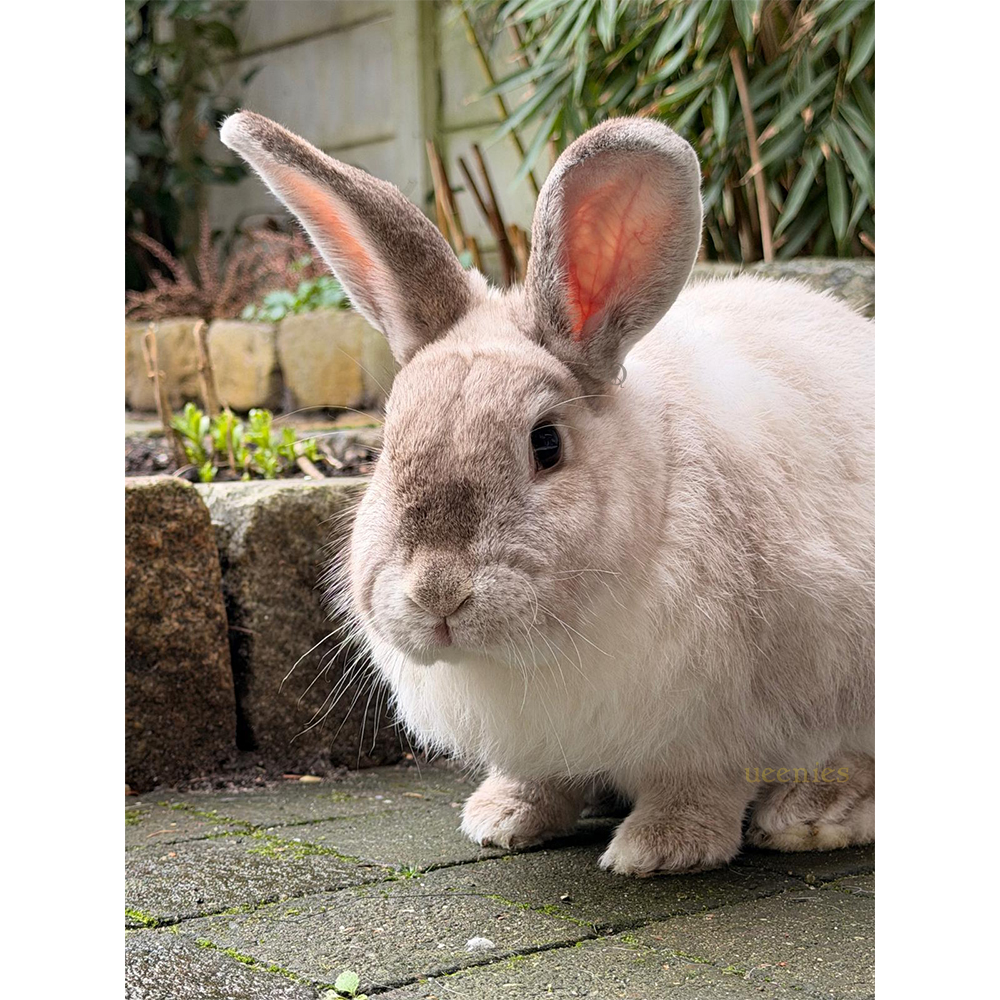 Huisjes voor Konijnen