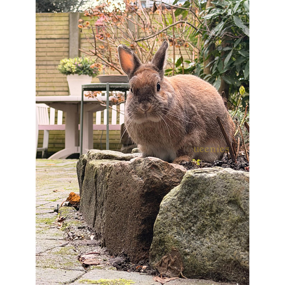 Konijnen kruiden en gedroogde bloemen