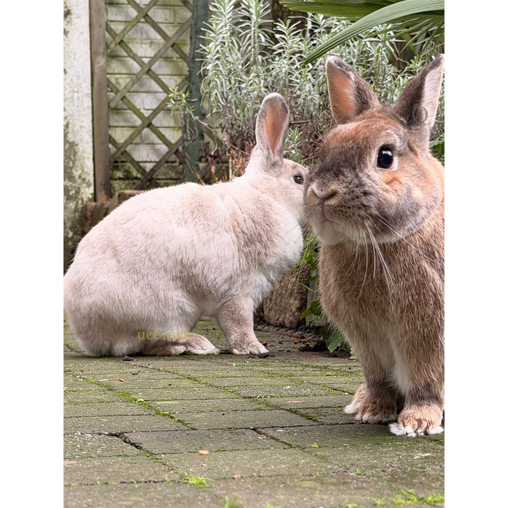 Voeding voor Konijnen