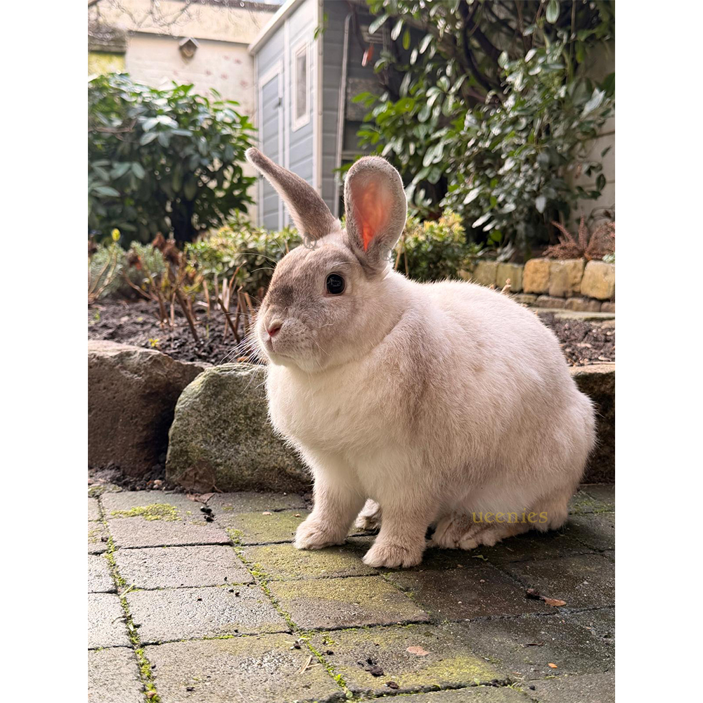 Huisjes voor konijnen kopen – veilige schuilplek voor elk konijn