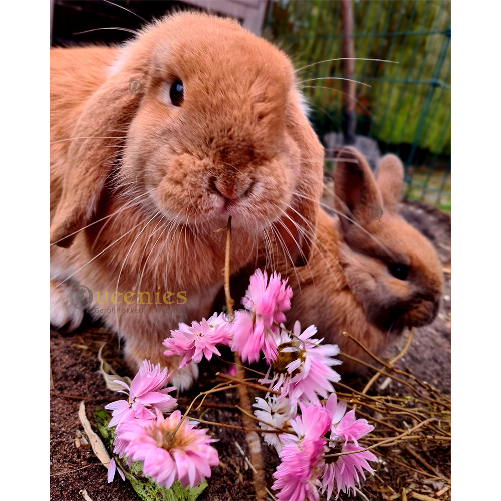 Konijnen kruiden en gedroogde bloemen
