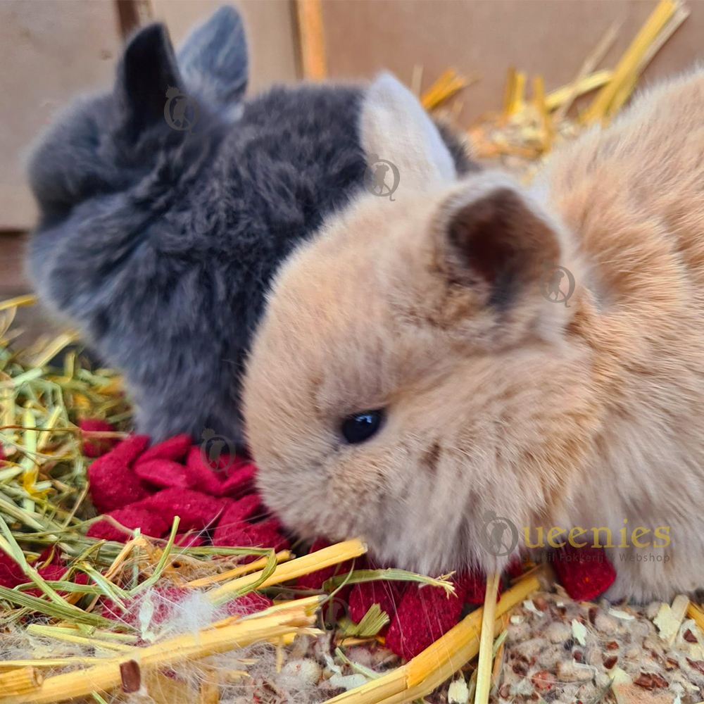 Rode Bieten Kussentjes - een Knapperige Hamstersnack geschikt voor alle soorten Knaagdieren en Konijnen!