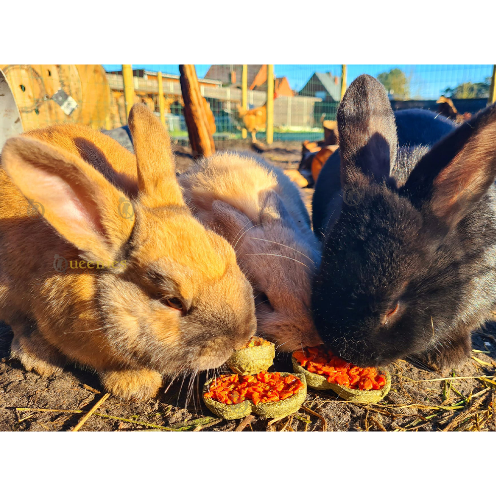 Gevulde hooi snack in pinda dop voor Konijnen