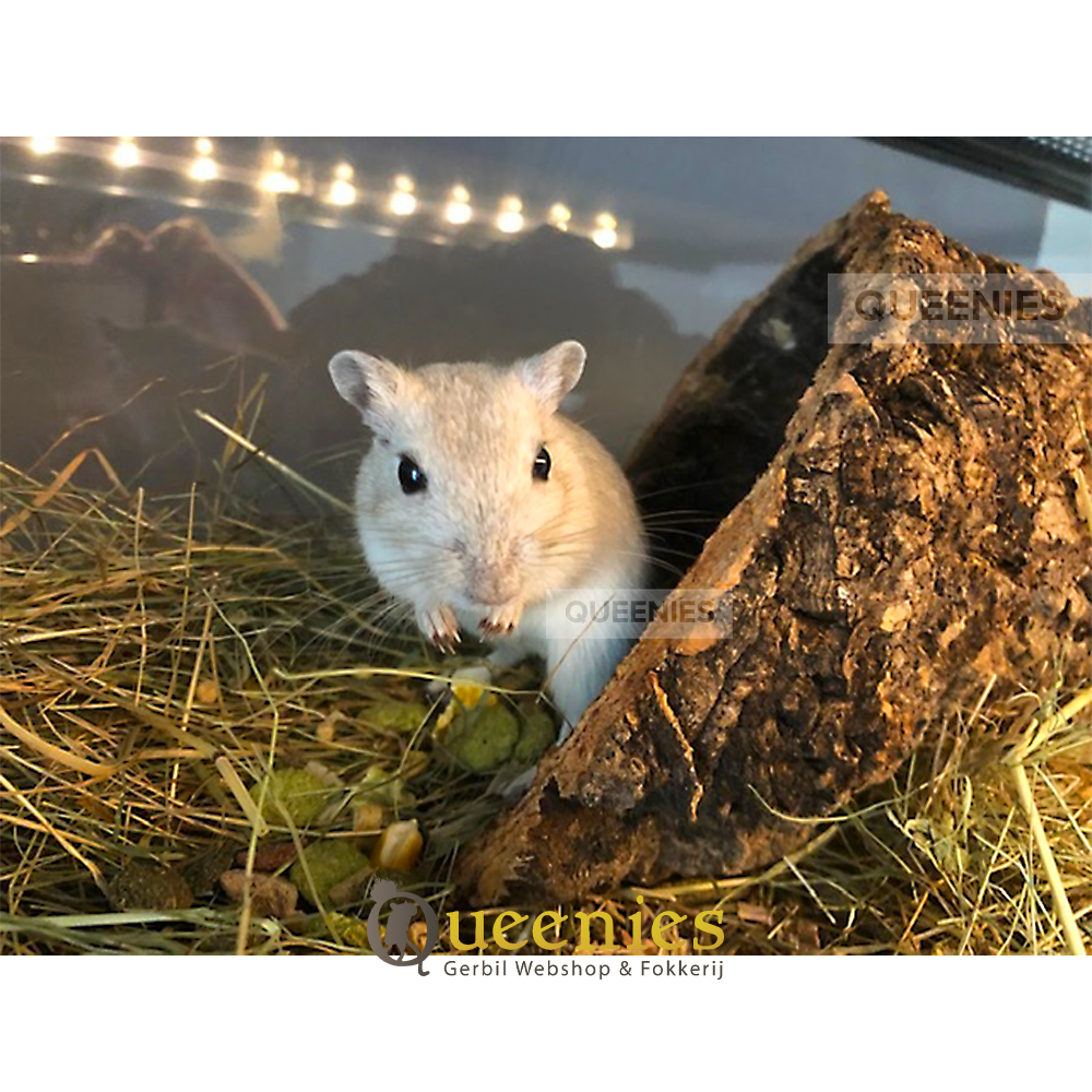 Kurktunnel maat L oogt zeer mooi en natuurlijk in Hamsterscaping