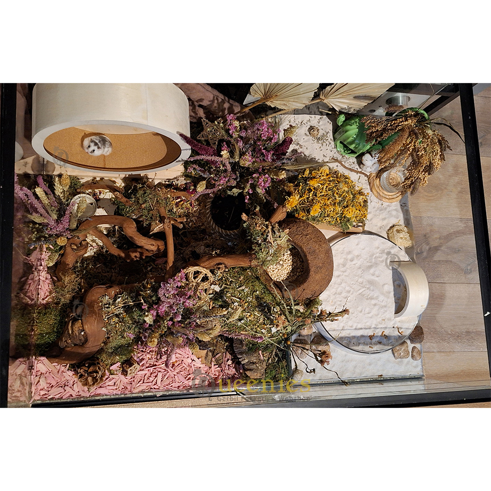 Amarant Oogst - Gedroogde kruiden