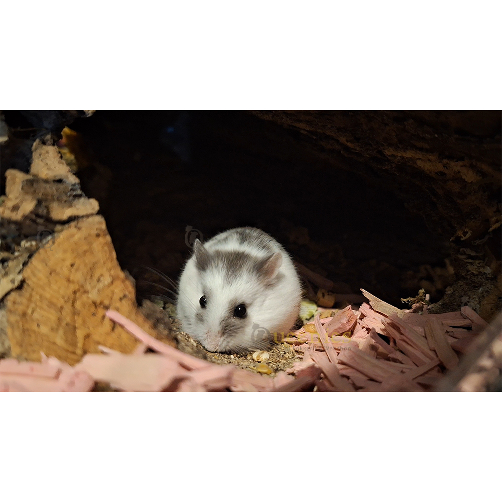 Color Wood – Kleur de Hamsterscape