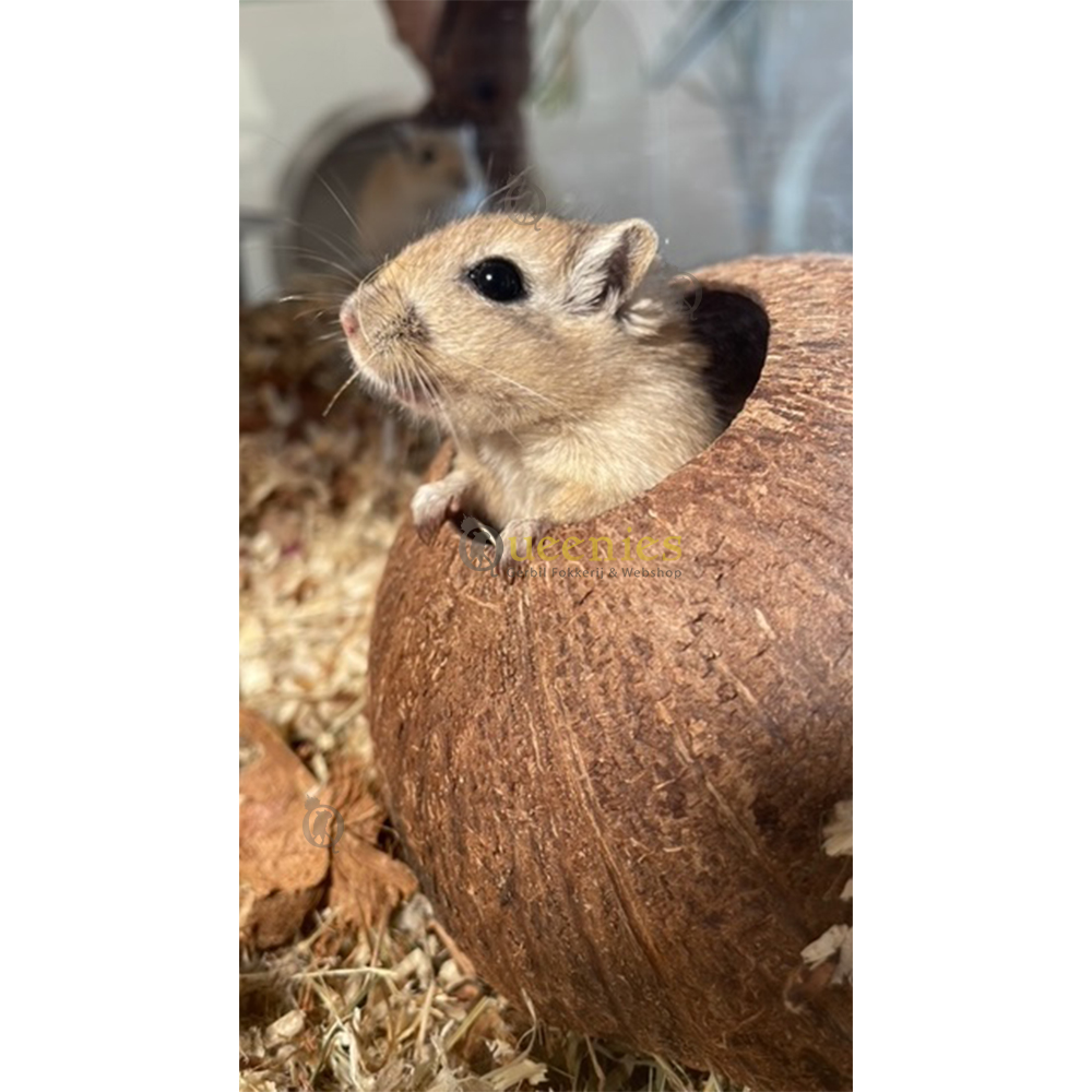 Gerbil in Kokosnoot