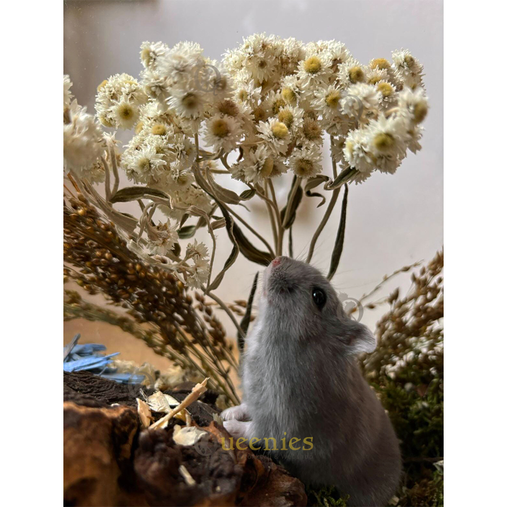 Gedroogde Edelweiss 50 cm