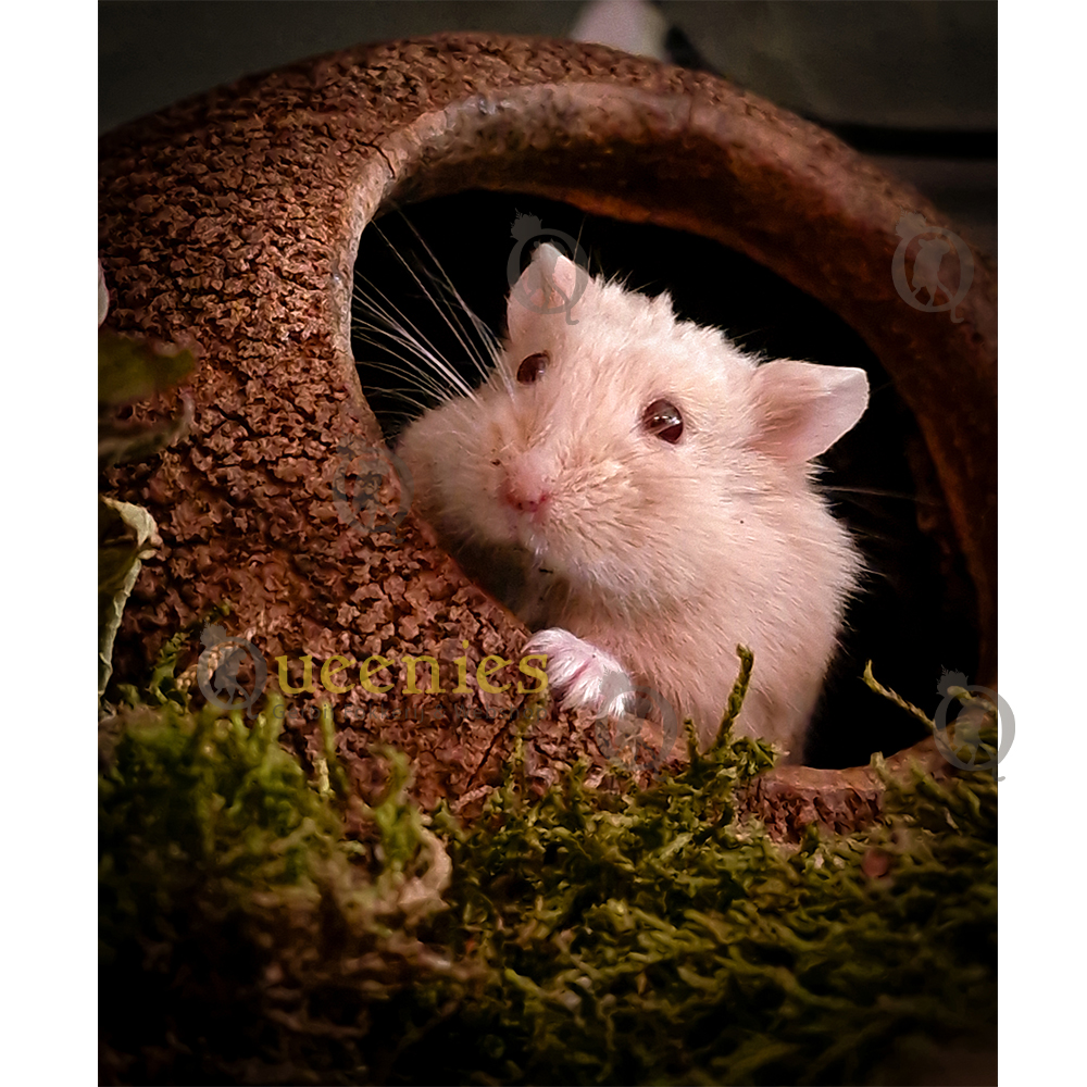 Hamster hut in Hamsterscaping