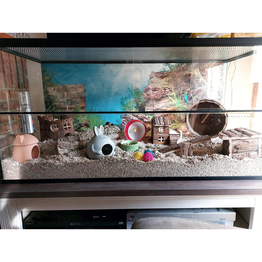 Muizenkooien kopen voor actieve en sociale muizen