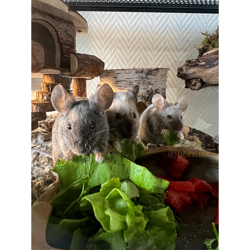 Huisje Ida - Knaagdier huisje met verhoging