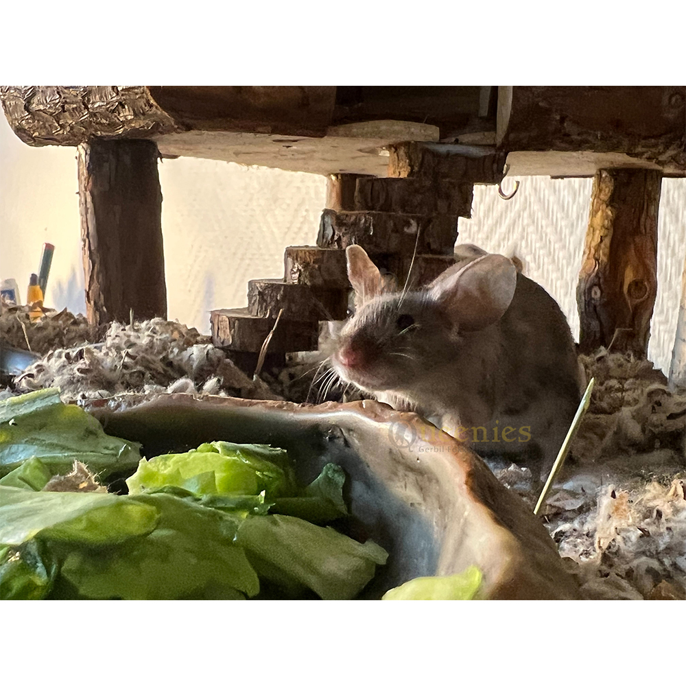 Water en voerschaal voor Gerbils of andere knaagdieren