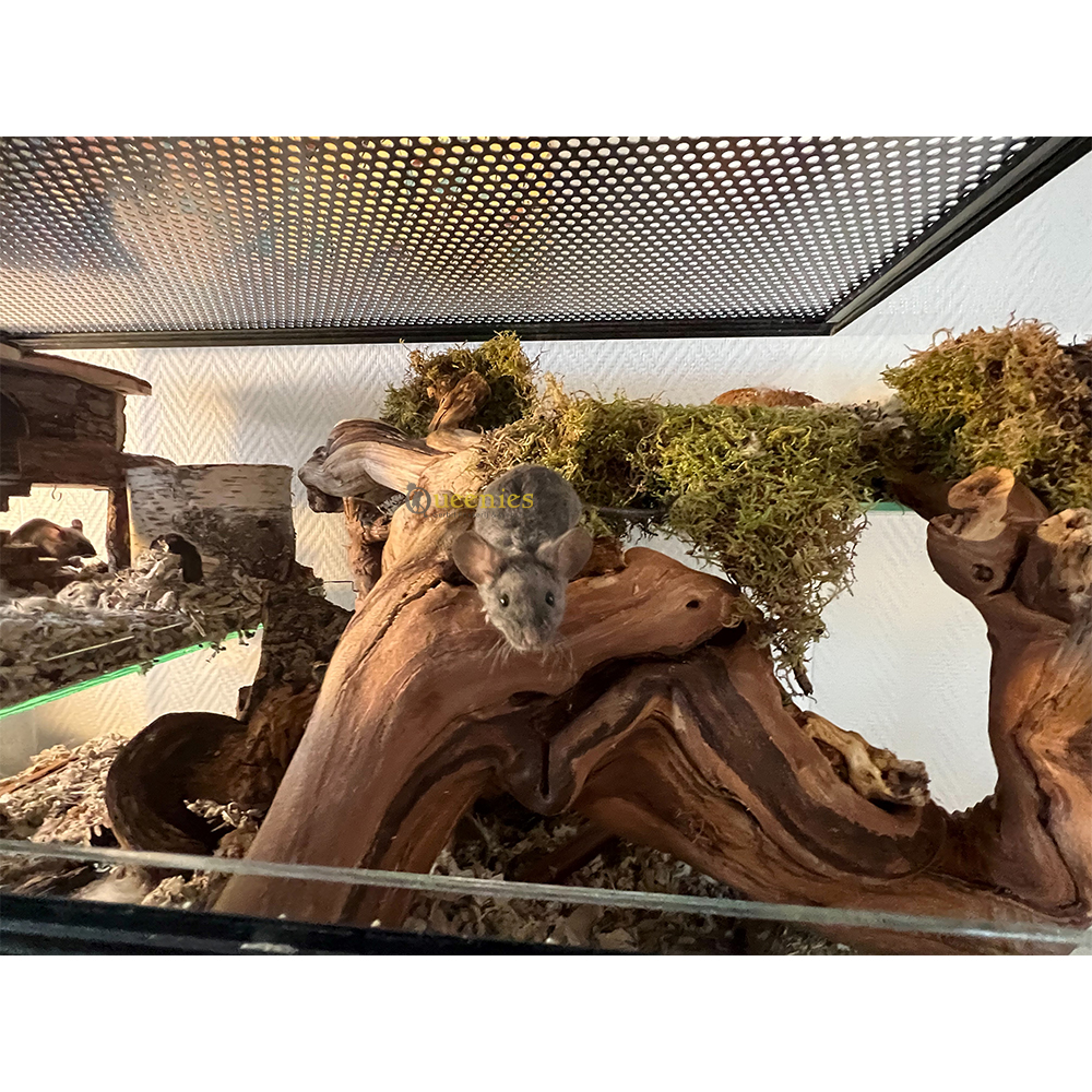 Gedroogd Terrarium mos
