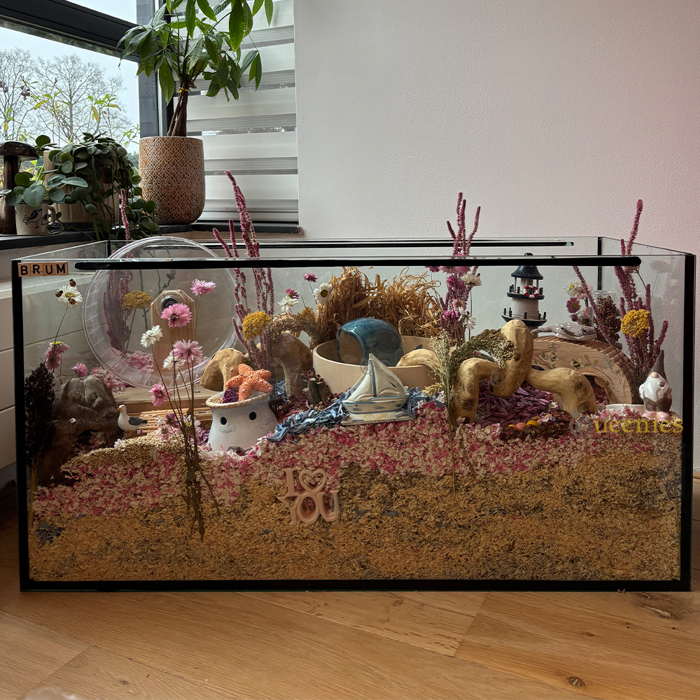 Zonnestrobloem Mix 50 cm - kleurrijke Hamsterscape bloemen