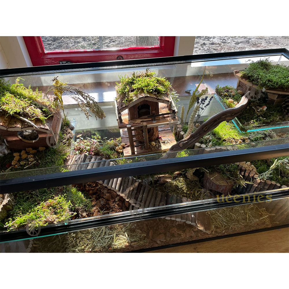 Terrarium mos gebruiken in een Hamsterscape