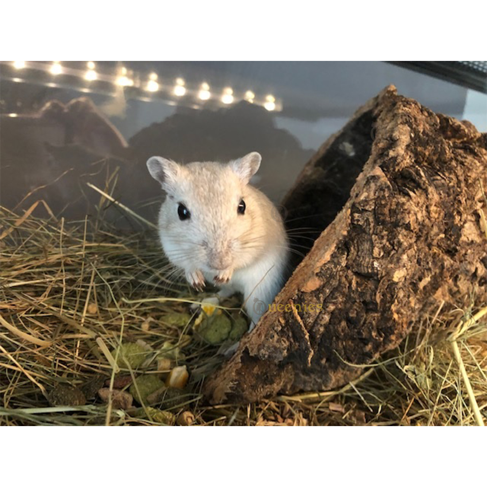 Kurktunnel M is de perfecte maat