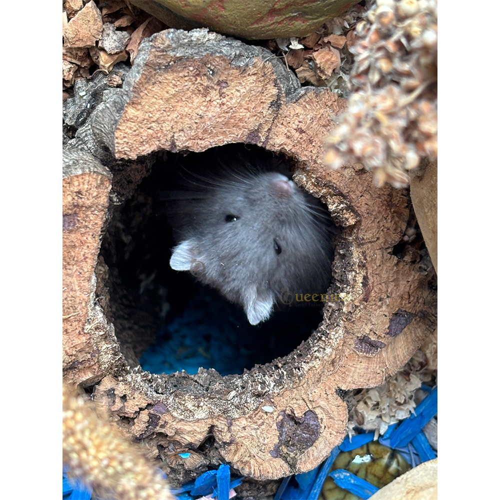 Berkentunnel met meerdere gaten