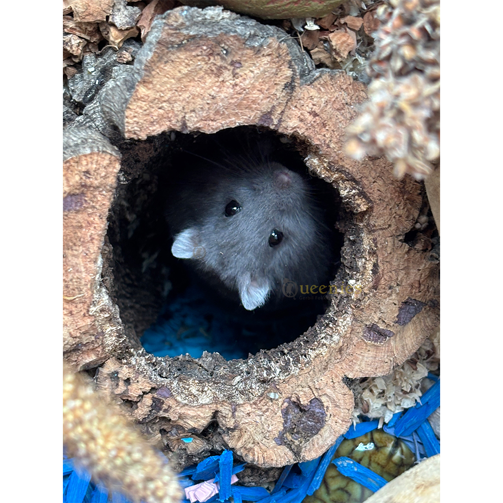 Color Wood – Kleur de Hamsterscape met gekleurde Bodembedekking