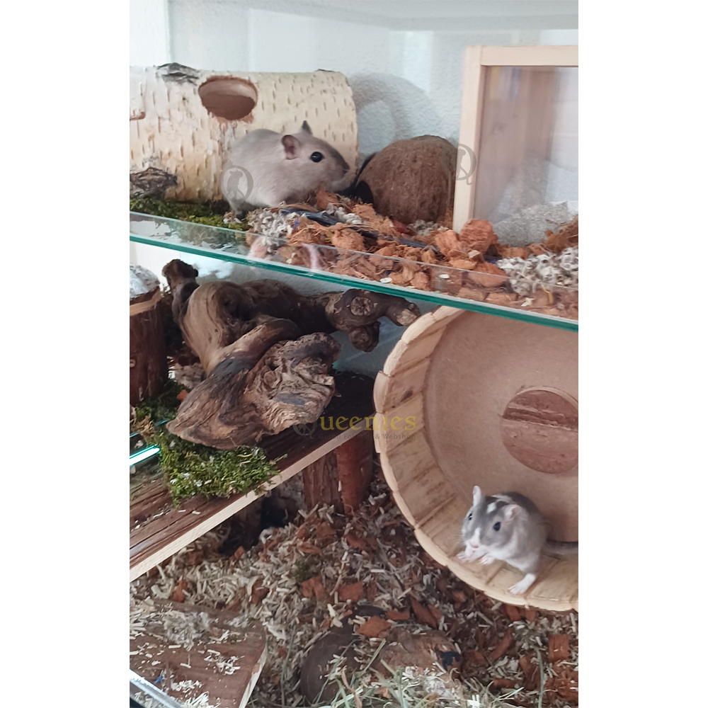 Houten Renrad 23 cm voor Gerbils en Dwerghamsters