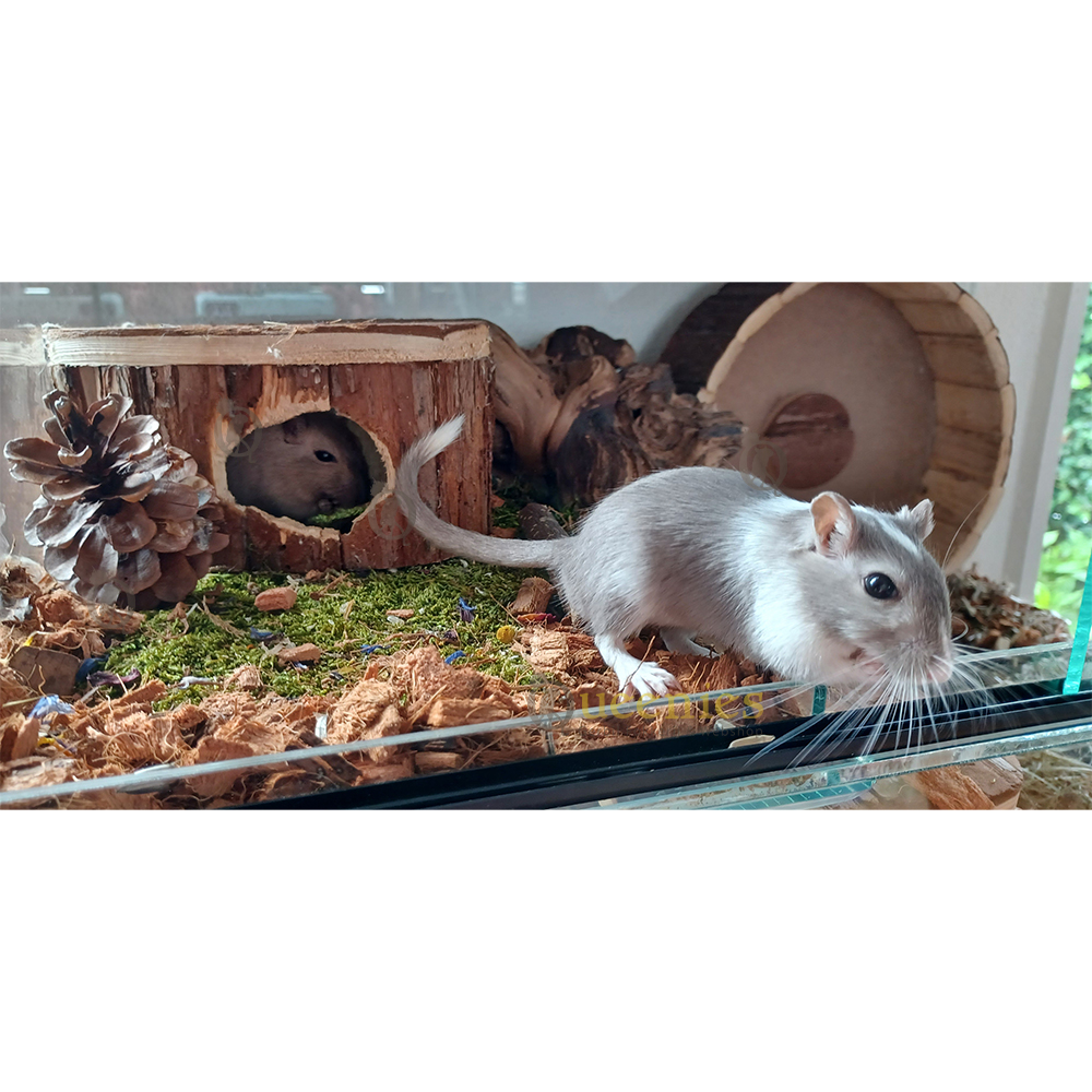 Gedroogd terrarium mos 200 gram