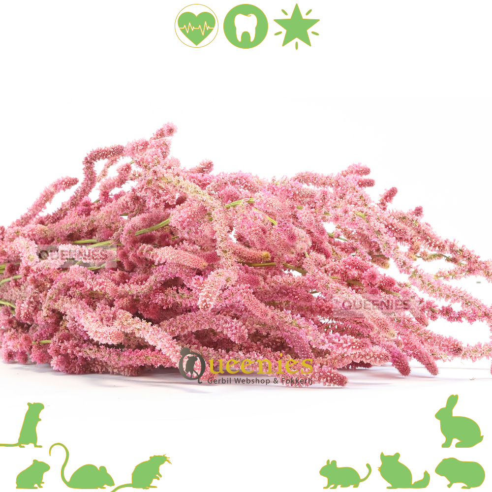 Roze zeelavendel