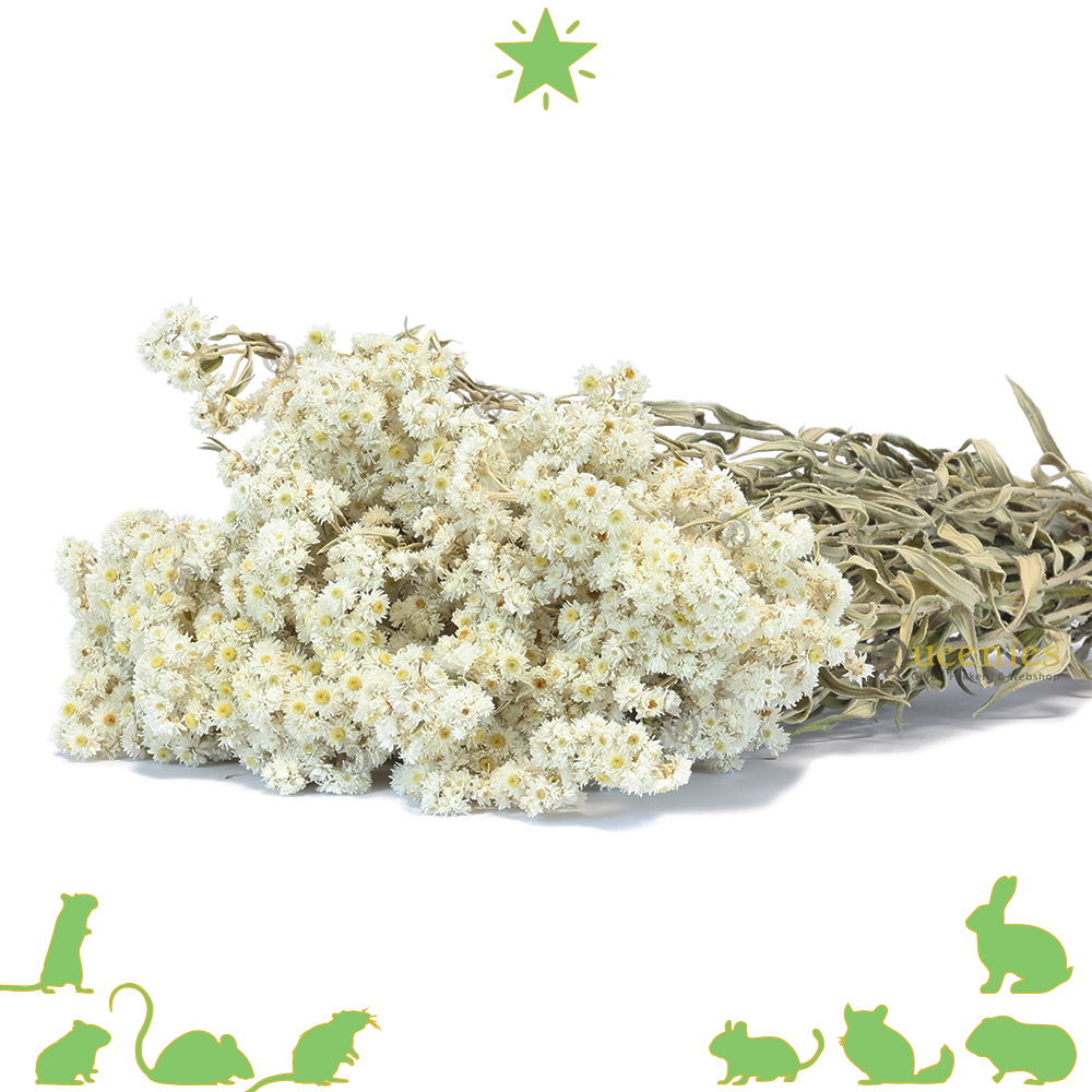 Gedroogde Edelweiss 50 cm voor Knaagdieren en Konijnen