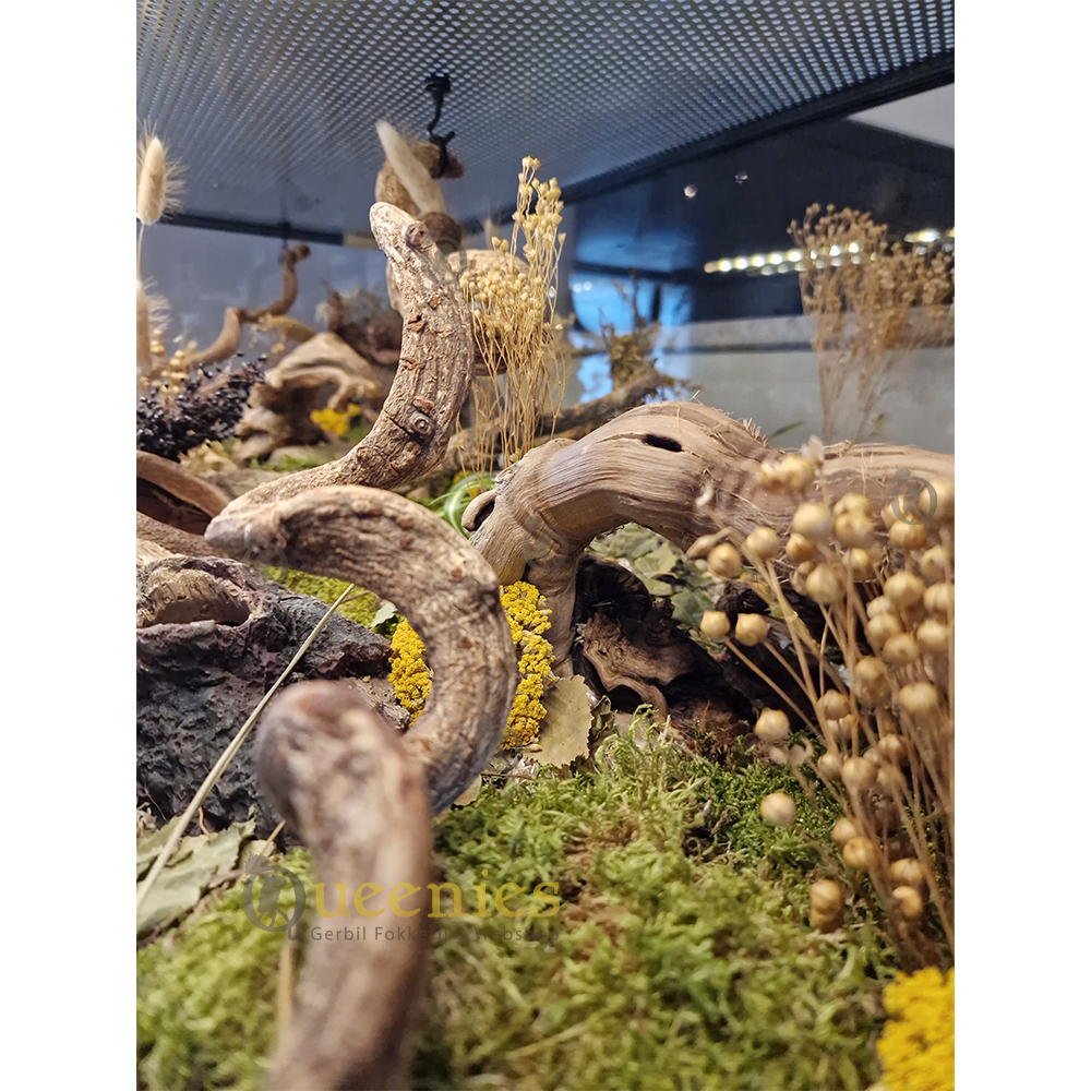 Gedroogd Terrarium mos