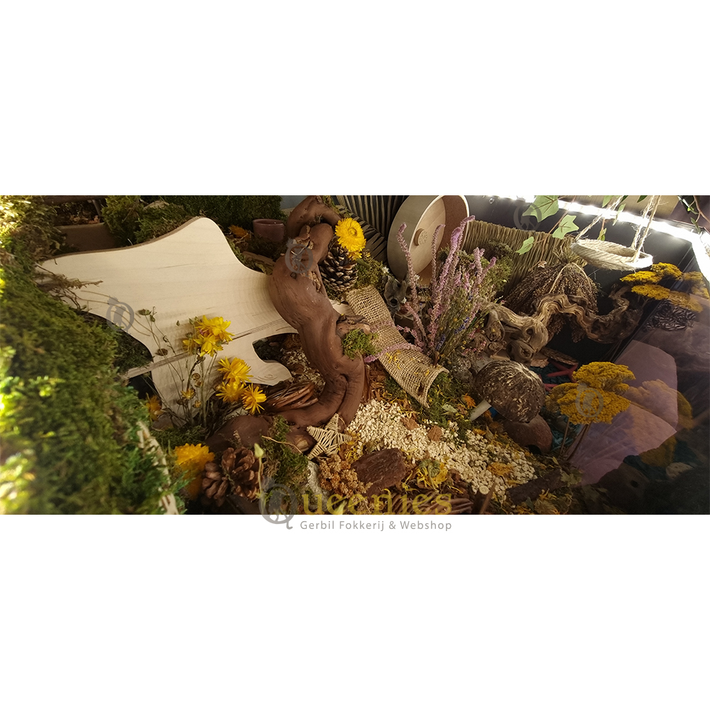 Gele bloemen voor strand hamsterscape