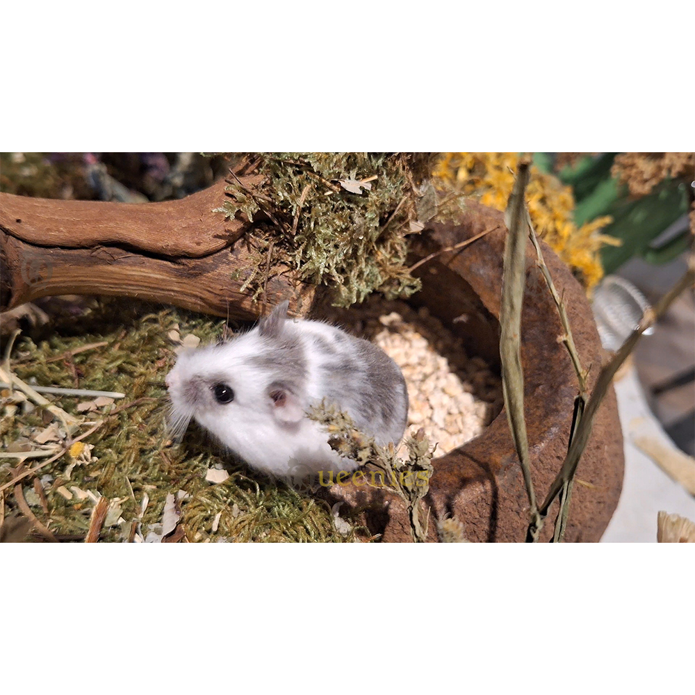 Mos voor Knaagdieren Terrariums