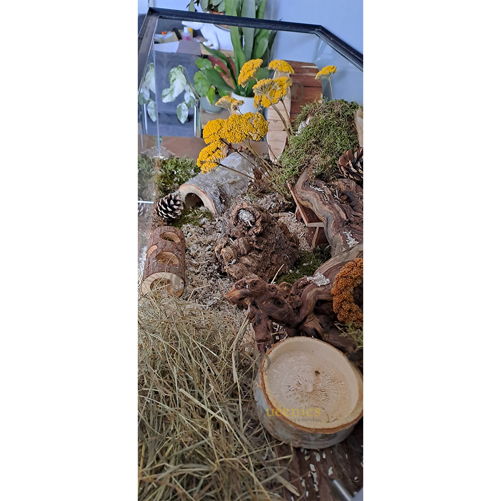 Dennenappels voor knaagdieren en Terrarium decoratie