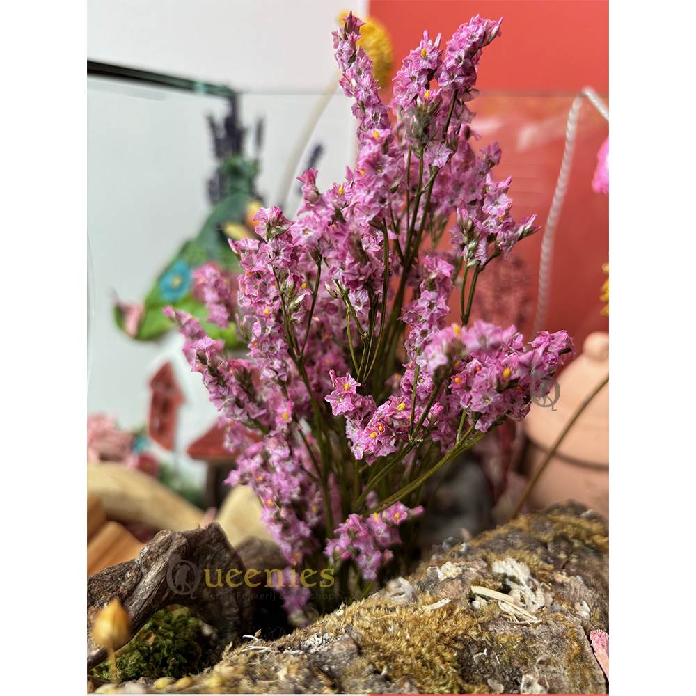 Roze zeelavendel