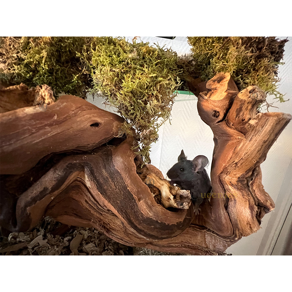 Wijnrank gezandstraald, XL