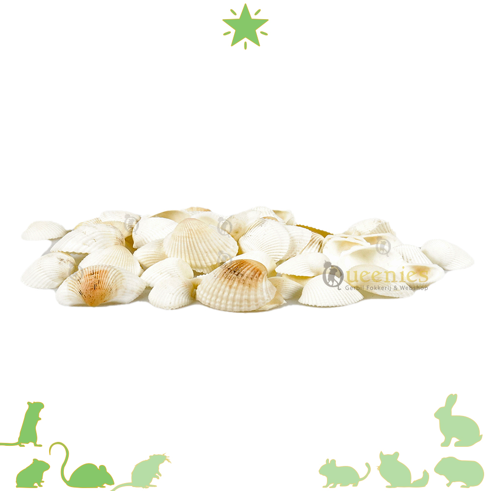 Decoratie schelpen