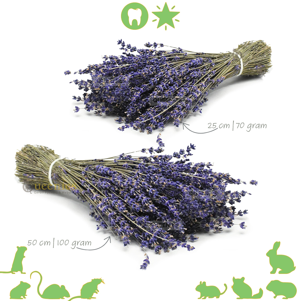 Gedroogde Lavendel bos - Prachtige helder blauwe sprieten