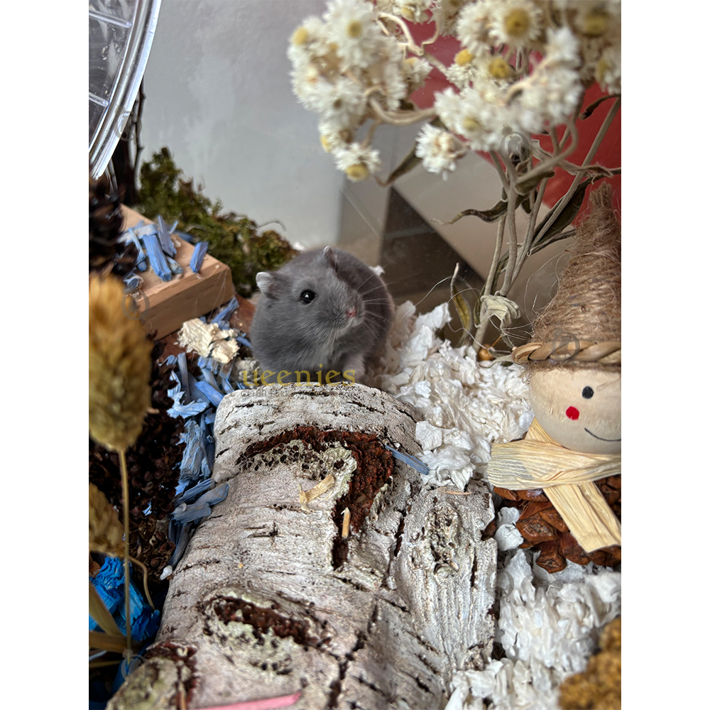 Italiaanse Trosgierst 200 gram