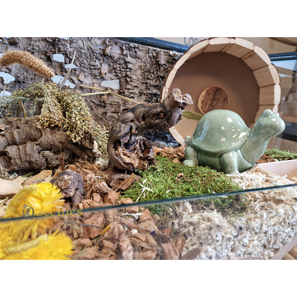 Schildpad decoratie stuk